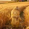こむぎサブレ