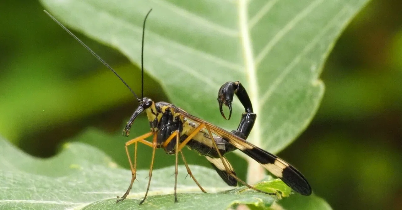 Insects Retangle Shape What kind of insect looks like a scorpion?|川北 裕之