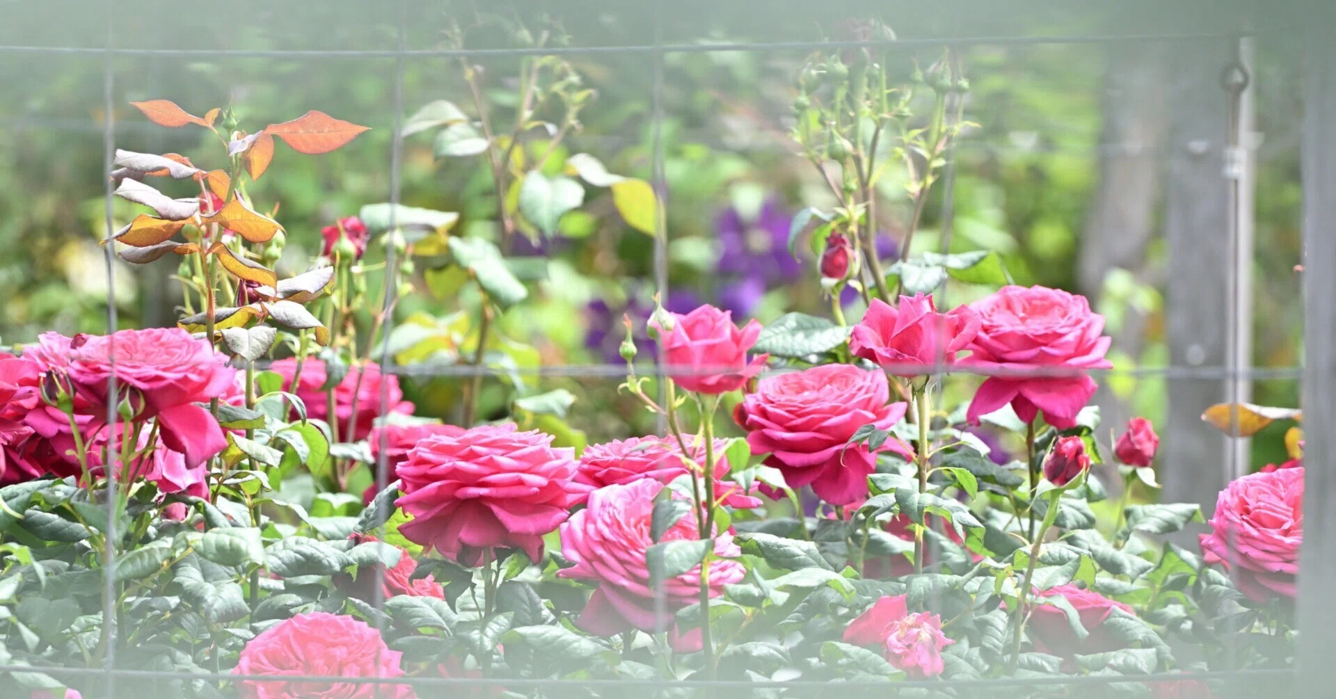 恒例の薔薇写真2026。｜鹿野がんこ