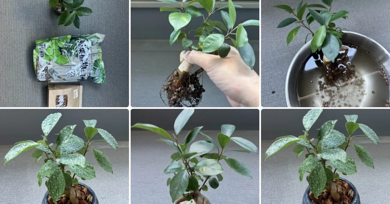 AIと二人三脚で挑んだ！ガジュマルの「はじめての植え替え」｜MOTO