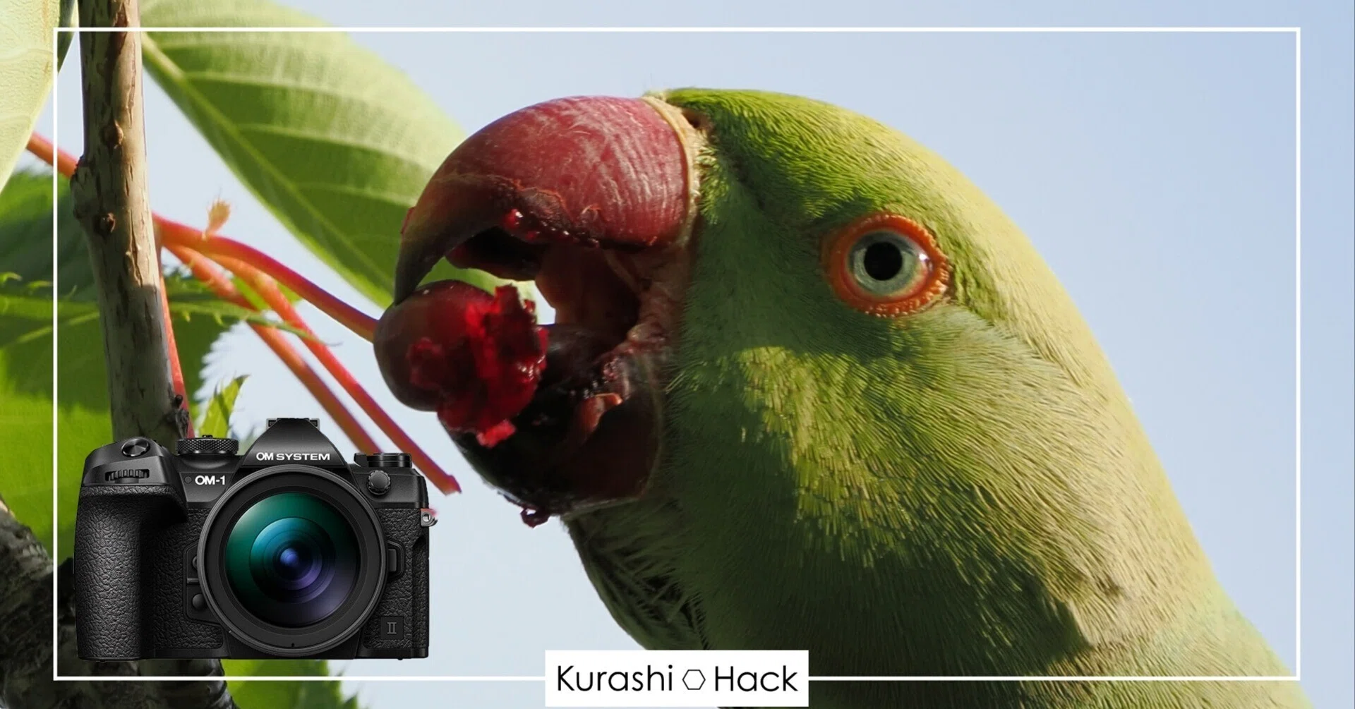 一日中でもへっちゃらなOM SYSTEMのカメラ【OM-1 Mark II + 100-400mm