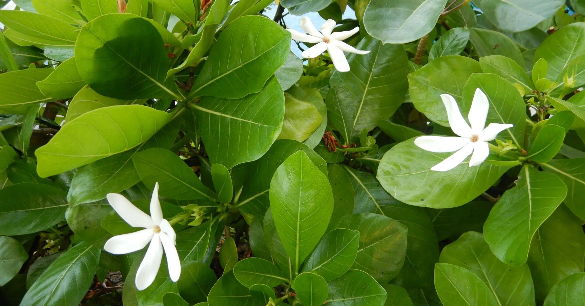 ハワイの植物⑨南太平洋から来た外来種｜Susie@Honolulu, Hawaii