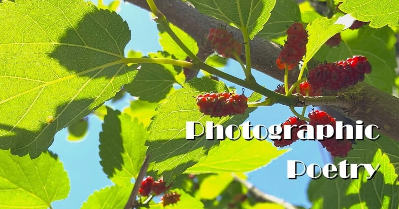 Mulberry Season|Kazuomi Matsunaga🍀