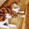 ジャック（JTW）