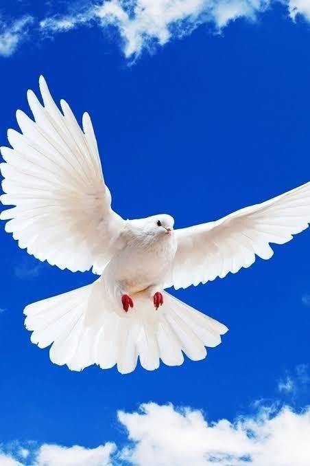 第1064回 誕生月の鳥言葉 5 8月 翆野 大地 Note