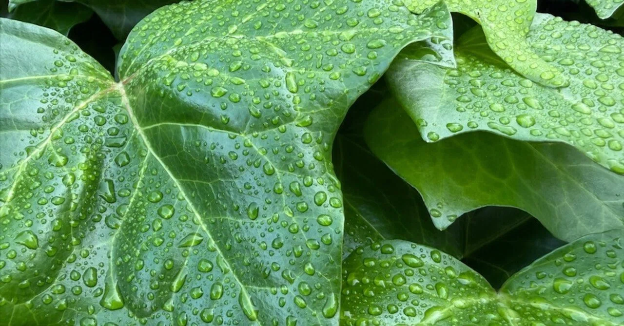 2026年-風薫る爽やかな五月Mayであれ・・・植物模様：葉っぱの上