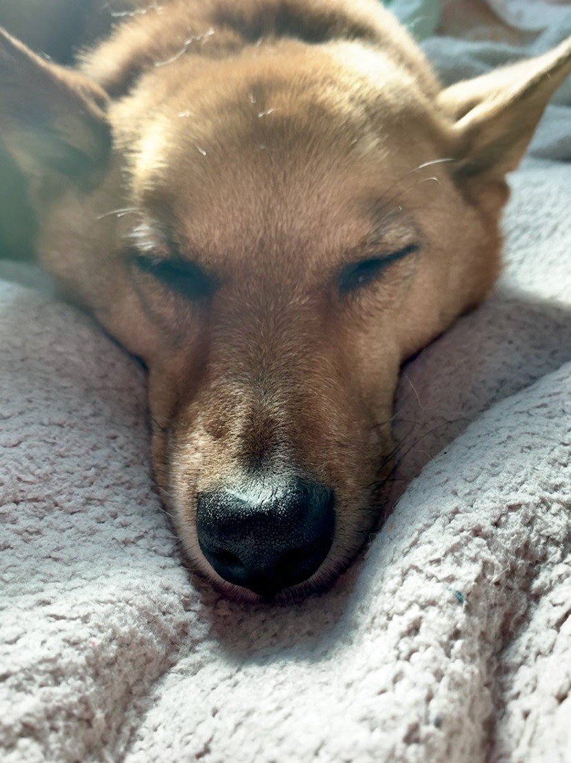 犬の寝顔は千差万別 ポン太と翡翠とネェネ Note
