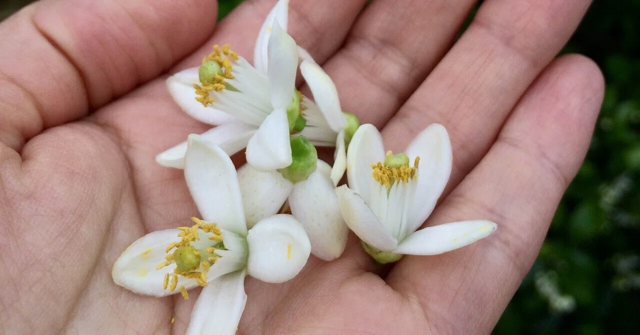 ネロリの花が咲く頃に水俣を思い出す｜コモリミキ