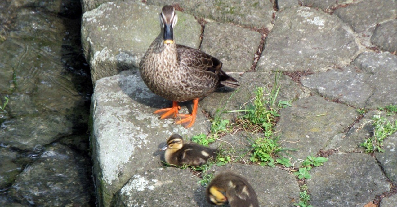かつての農業用水路でカルガモ親子を発見 海丸ミチ Note