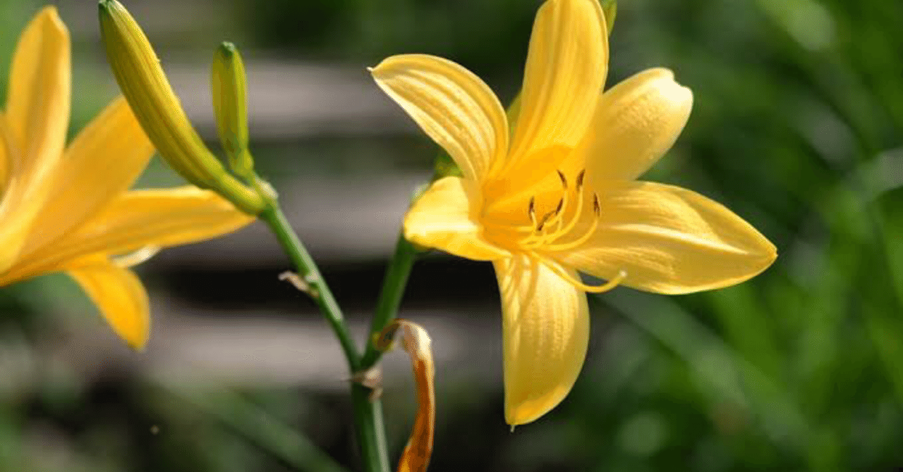 6 4 誕生花 ニッコウキス 56ページ シンちゃん Note