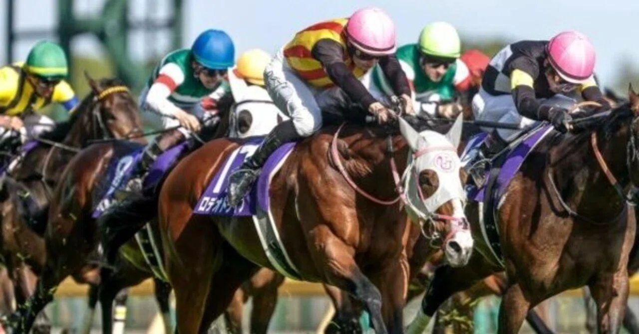 即決　ロジック トレーディングカード NHKマイルカップ 2026 NHK Mile Cup (GⅠ) | Rodeo Drive | JRA Official - YouTube