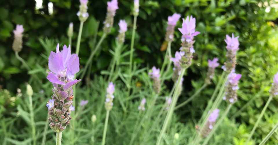 ラベンダーの葉 Masako Tateyama Deva Nartaki Note