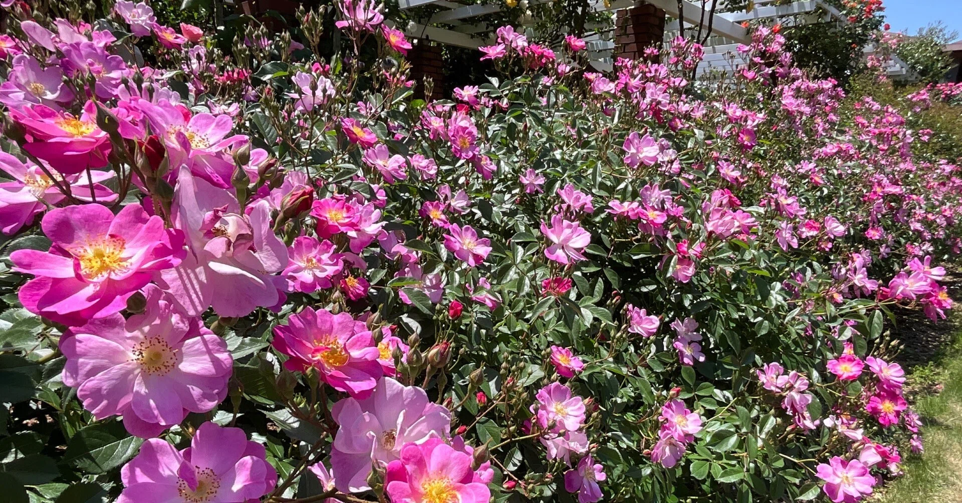 ラベンダー・ドリーム（京都府立植物園）：2026年5月11日（月）｜藤井