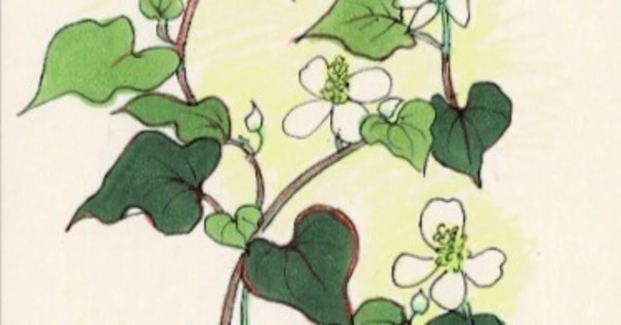 ドクダミの花｜鳥谷文子