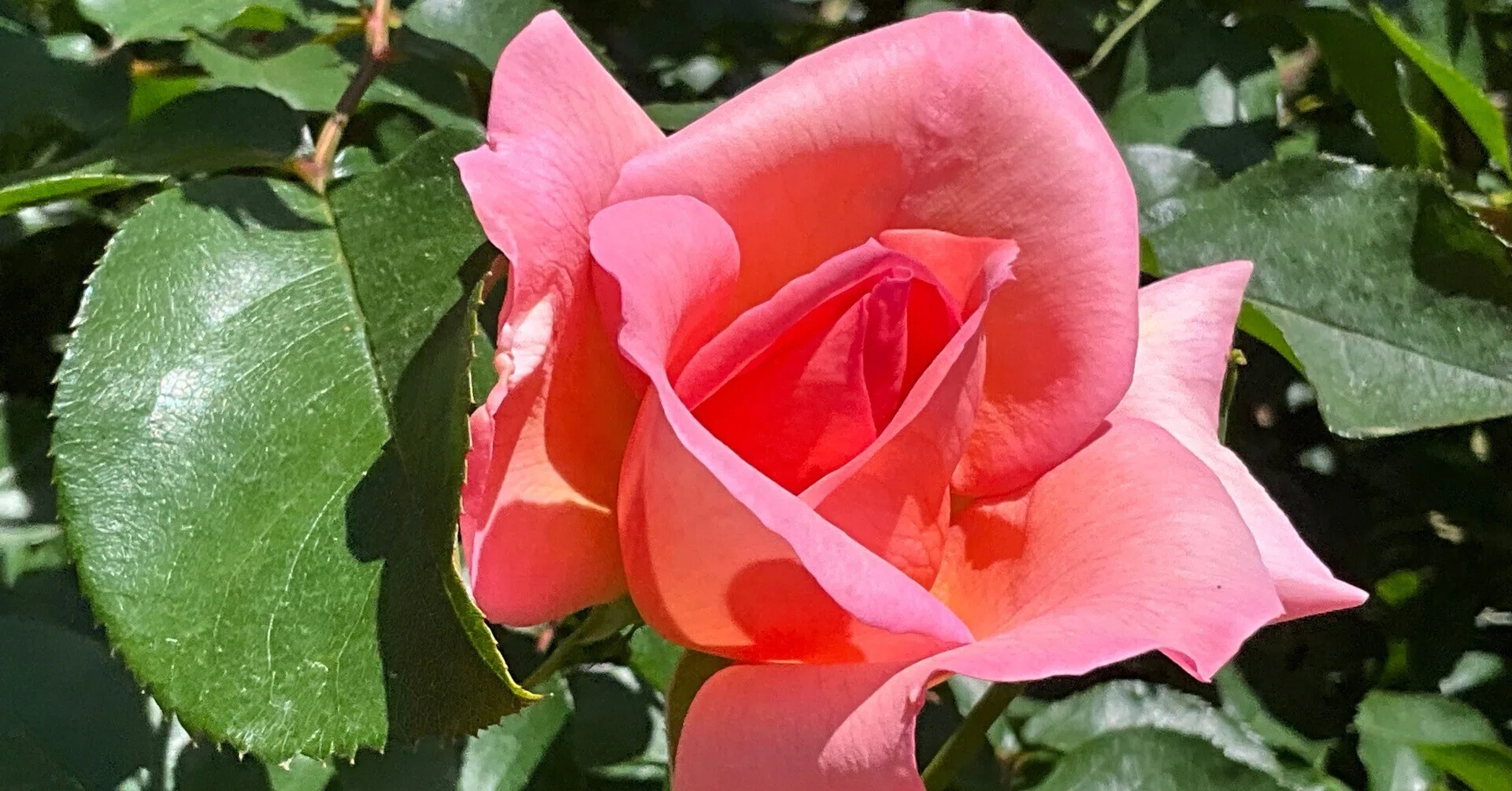ザンブラ'93（京都府立植物園）：2026年5月10日（日）｜藤井秀昭