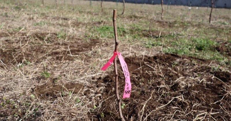 ワイン用ブドウ苗木の植え付け 東京ワイナリーを体験して思ったこと 岡本のぞみ 東京ワインショップガイド編集長 Note ワイン用ブドウ苗木の植え付け 東京ワイナリーを体験して思ったこと 岡本のぞみ 東京ワインショップガイド編集長 Note