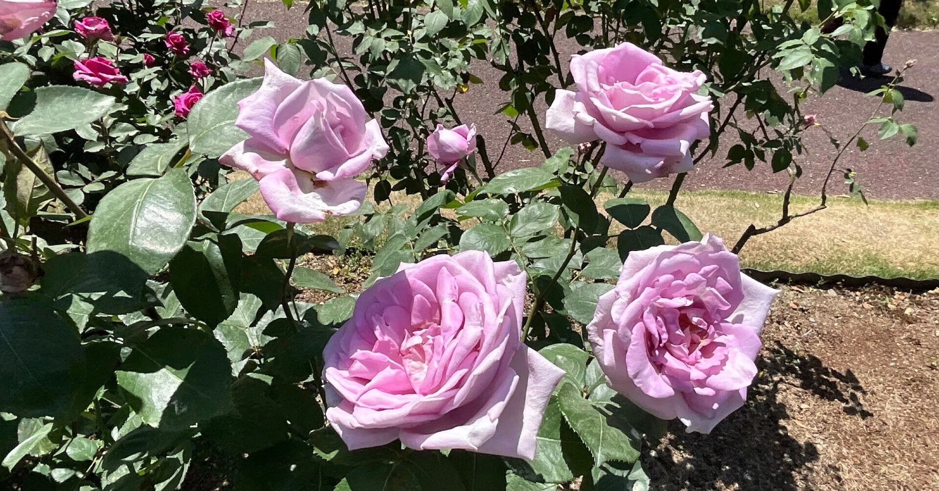 Murasakino (Kyoto Botanical Gardens): May 11, 2026 (Mon)｜藤井秀昭