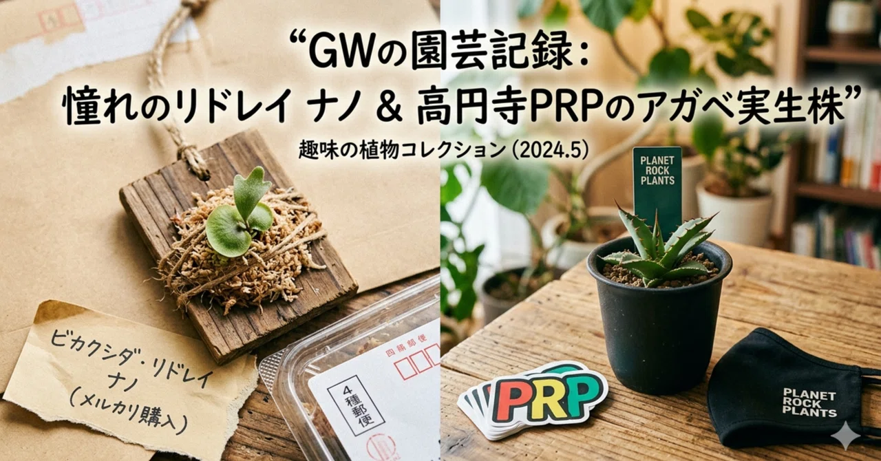 モト　アガベアロエセット なぜウチのアガベはアロエになるのか？GWに購入した植物の話｜ナダツ