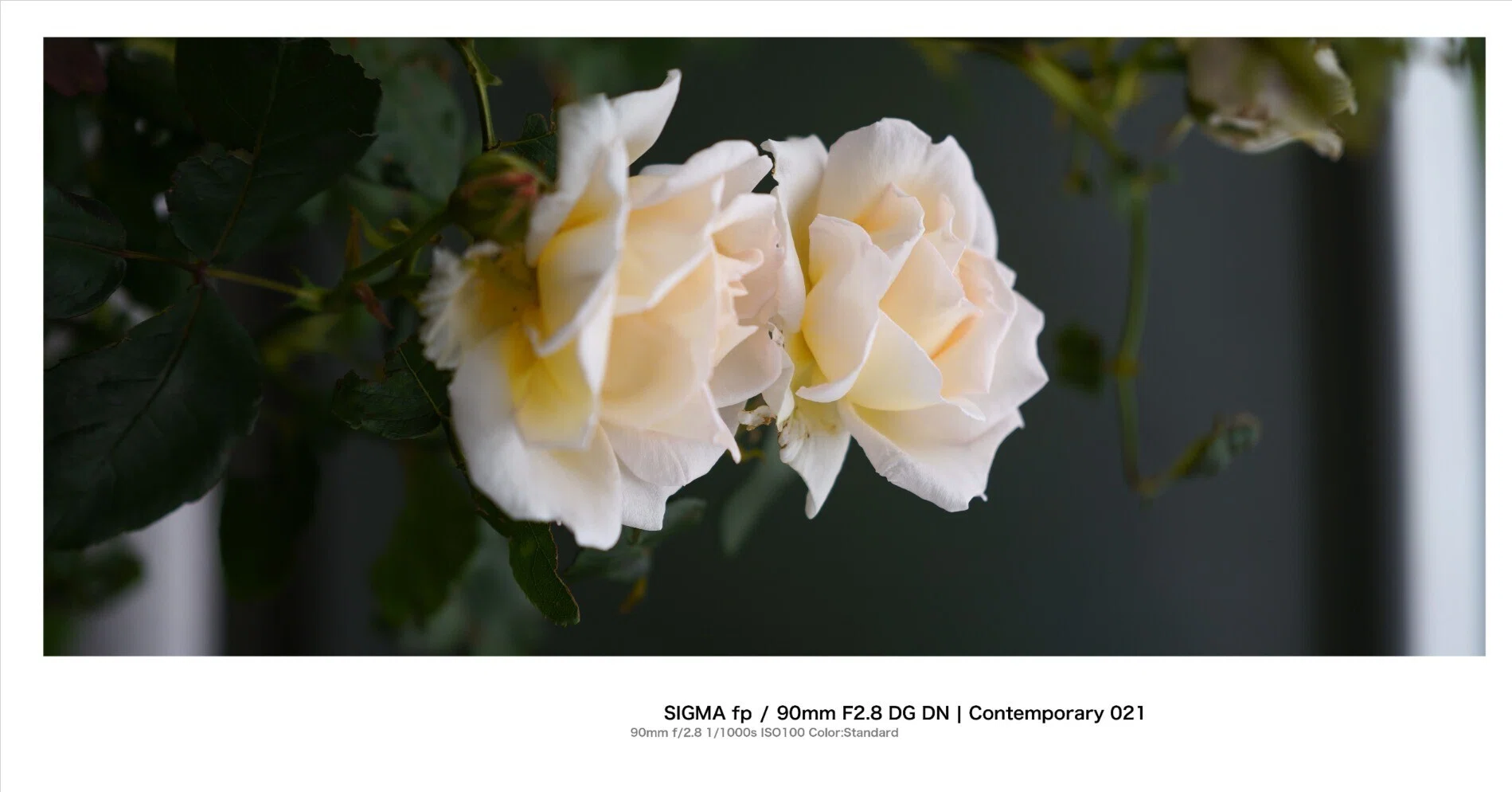 在庫写真 バラ売り可 くらわんか]春苗(2504)｜バラと庭あそび京阪園芸公式ショップ