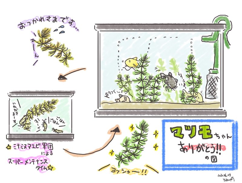 熱帯魚 水草のマツモちゃん ゆこ ぺんぎん丸 Note
