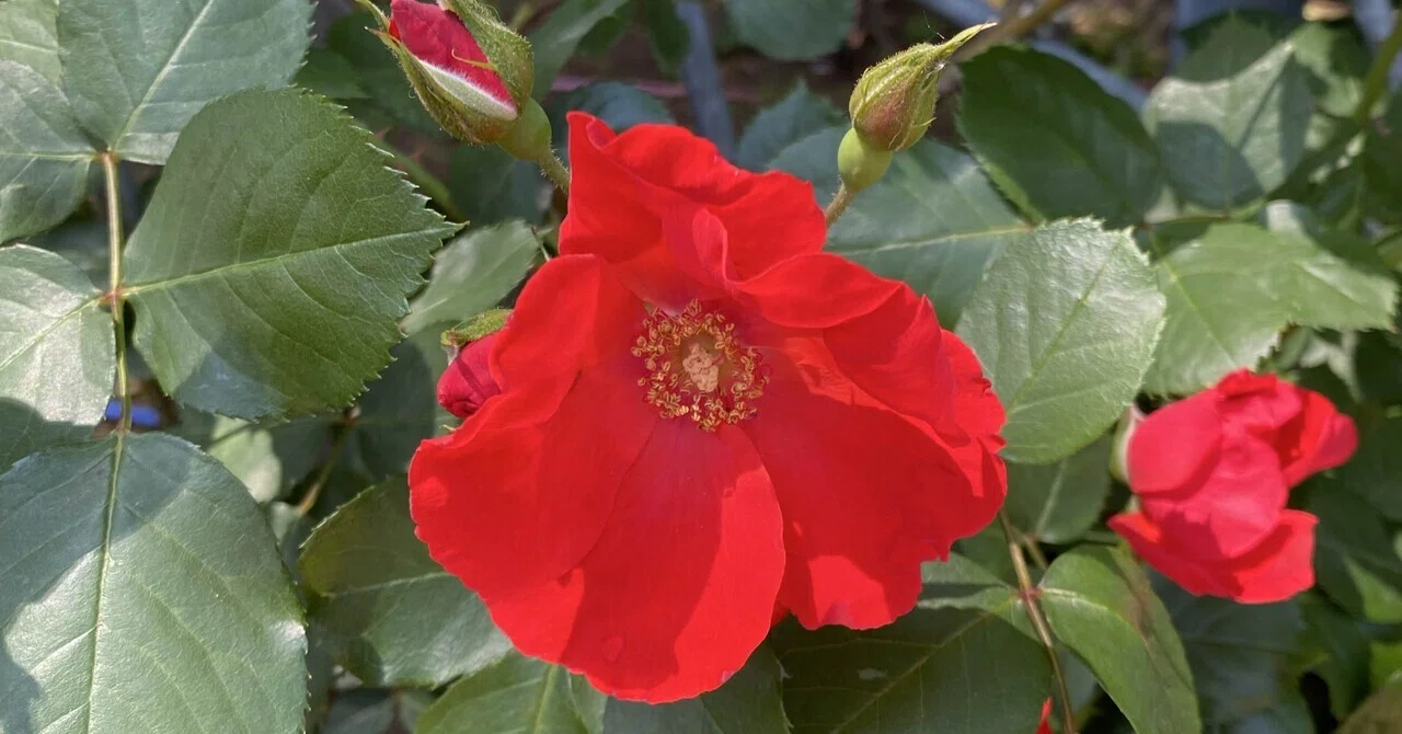 薔薇の花は、美しい！｜岸川珪花【ｺﾐﾃｨｱ156】い63a