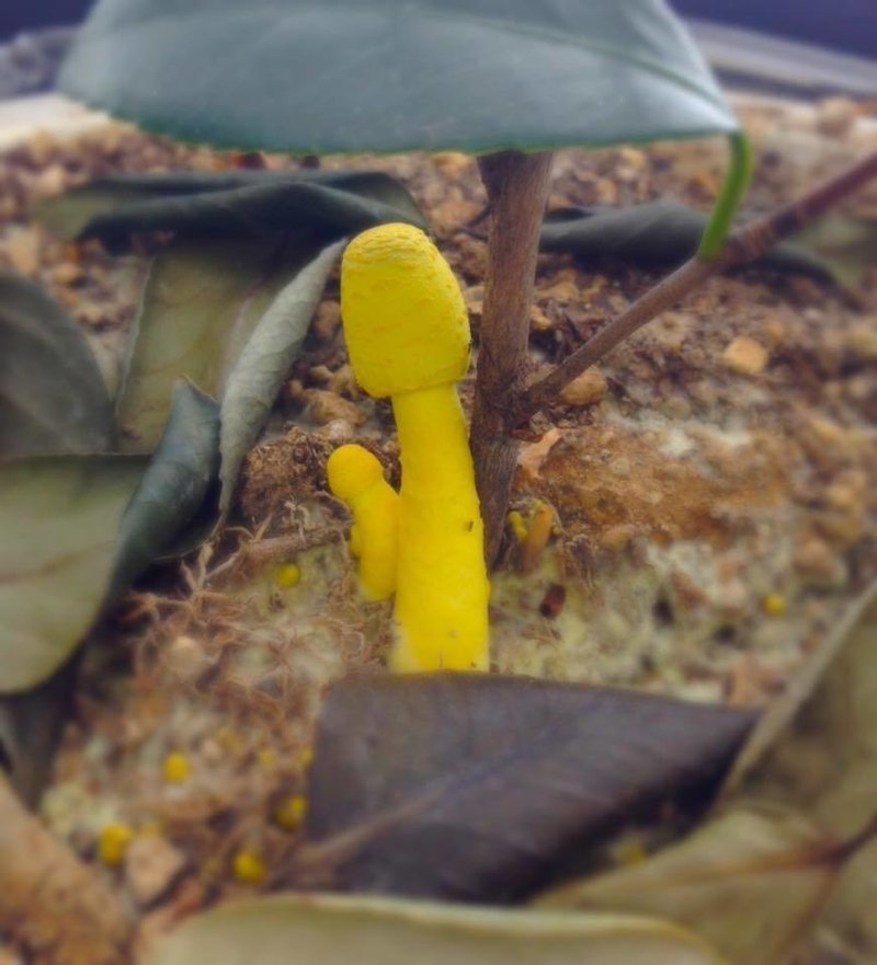 植木鉢の来訪者 コガネキヌカラカサタケ ちょこすき きのこ Note 植木鉢の来訪者 コガネキヌカラカサタケ ちょこすき きのこ Note