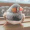 miya7138