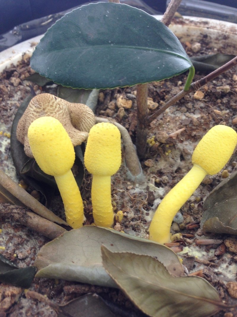 植木鉢の来訪者 コガネキヌカラカサタケ ちょこすき きのこ Note