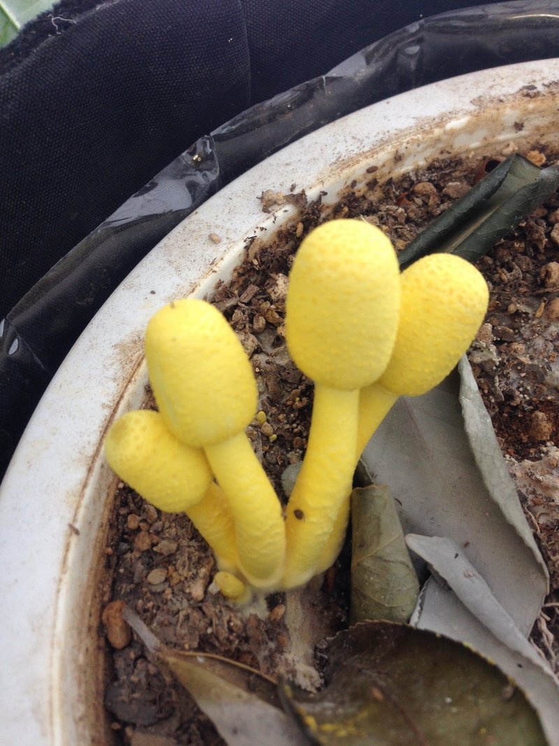 植木鉢の来訪者 コガネキヌカラカサタケ ちょこすき きのこ Note 植木鉢の来訪者 コガネキヌカラカサタケ ちょこすき きのこ Note