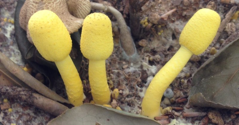 植木鉢の来訪者 コガネキヌカラカサタケ ちょこすき きのこ Note
