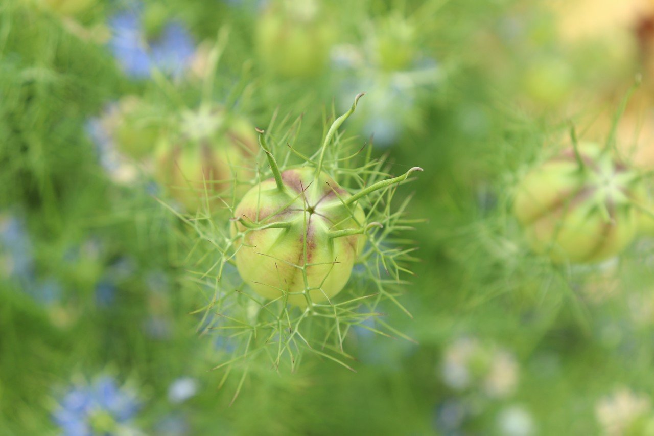 不思議な花 モリモリ君 Note