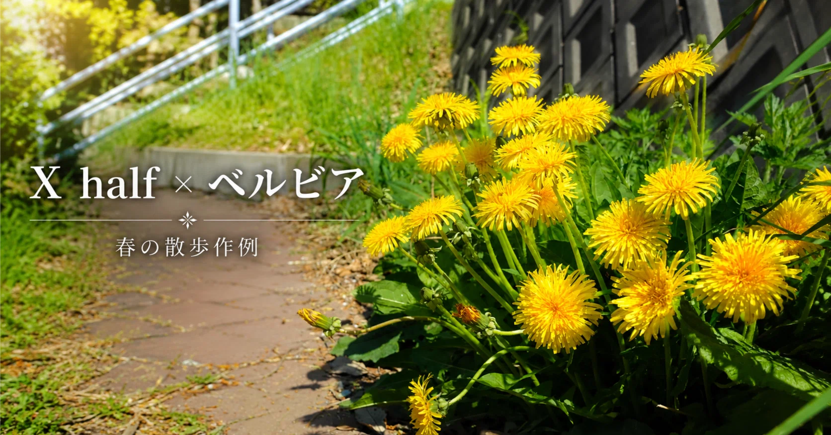 X halfのベルビアは散歩写真に合う？花と桜の作例でレビュー｜No.54