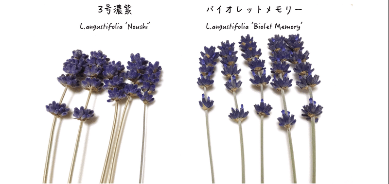 ラベンダー品種についての忘備録的な エフゲニーマエダ 平成林業 Note