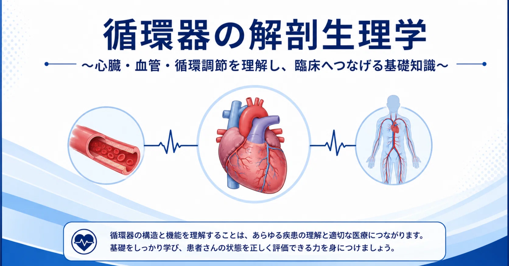 循環器の解剖生理学 完全講義｜心臓・血管・刺激伝導系・循環調節を