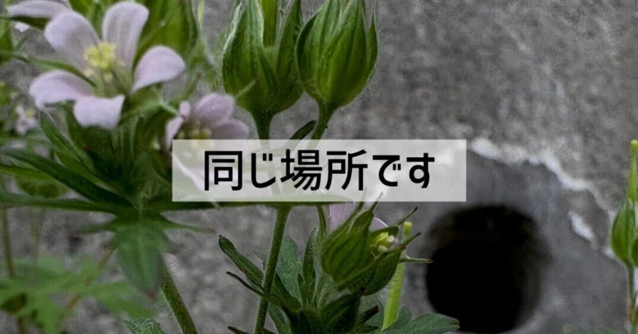 動く雑草 これ何の雑草か分かる？どうやって駆除すればいい？ : r/lawncare