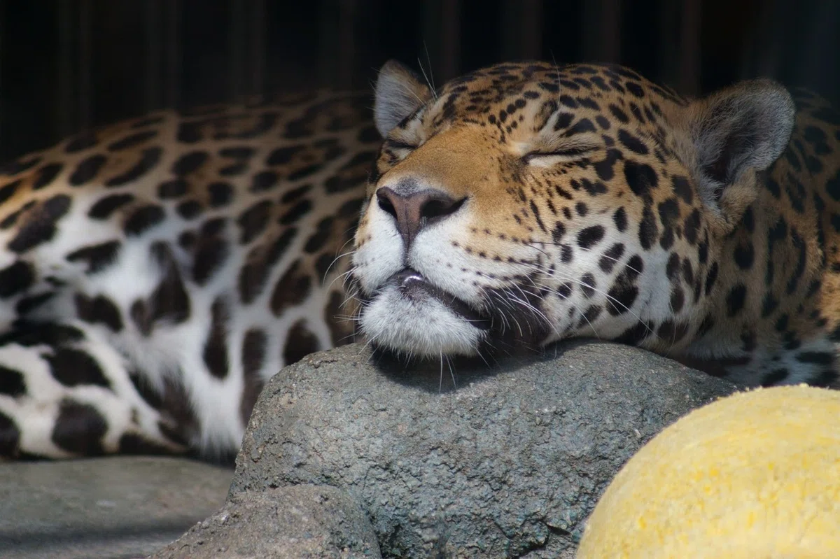 DSC02068 - ジャガー