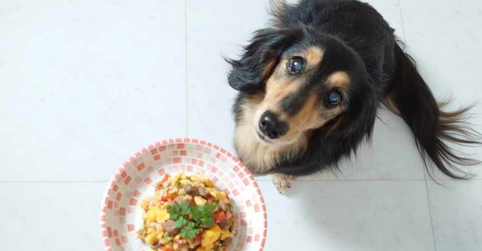 犬にとって なぜアルギニンが必須アミノ酸なのか Mayumi Note