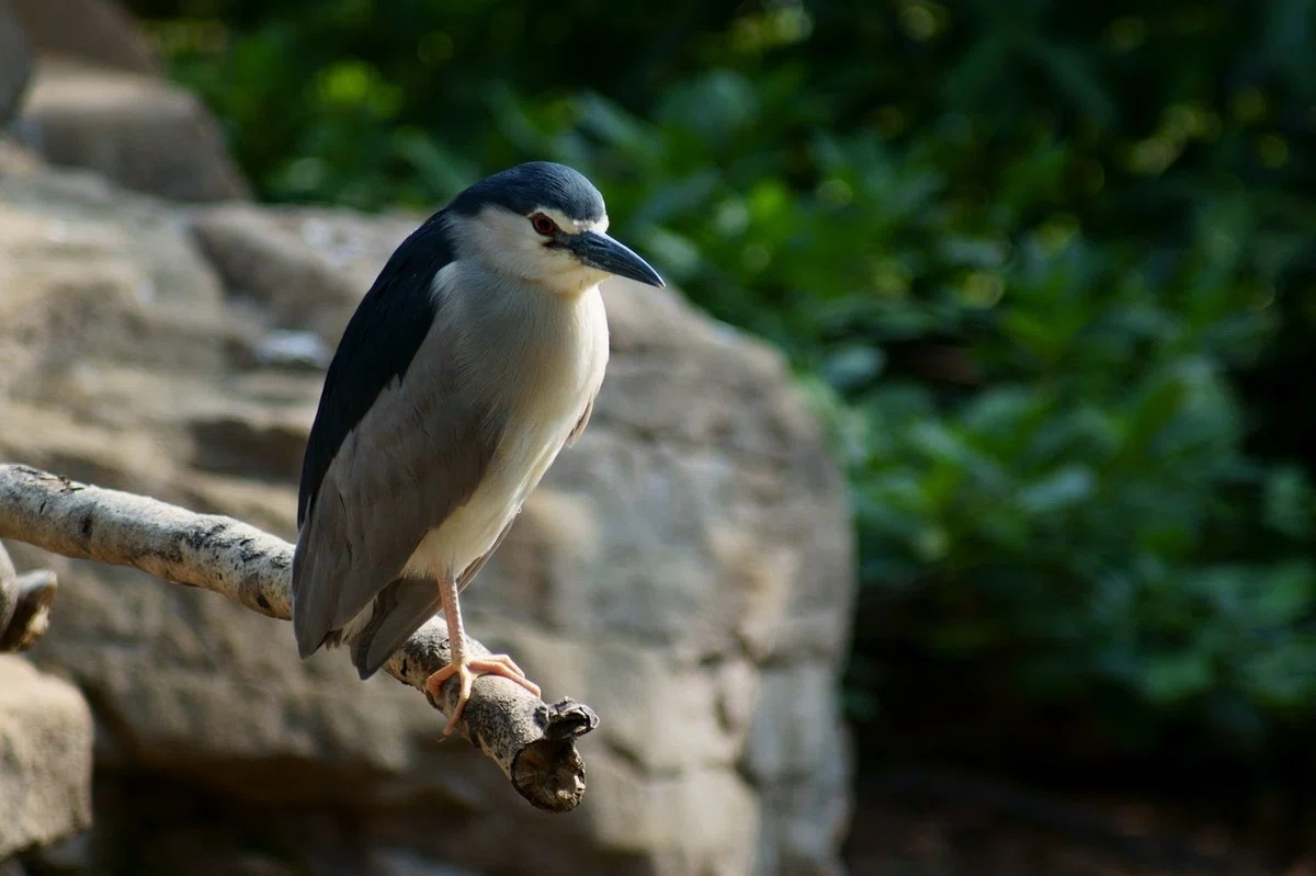DSC02201 - ゴイサギ