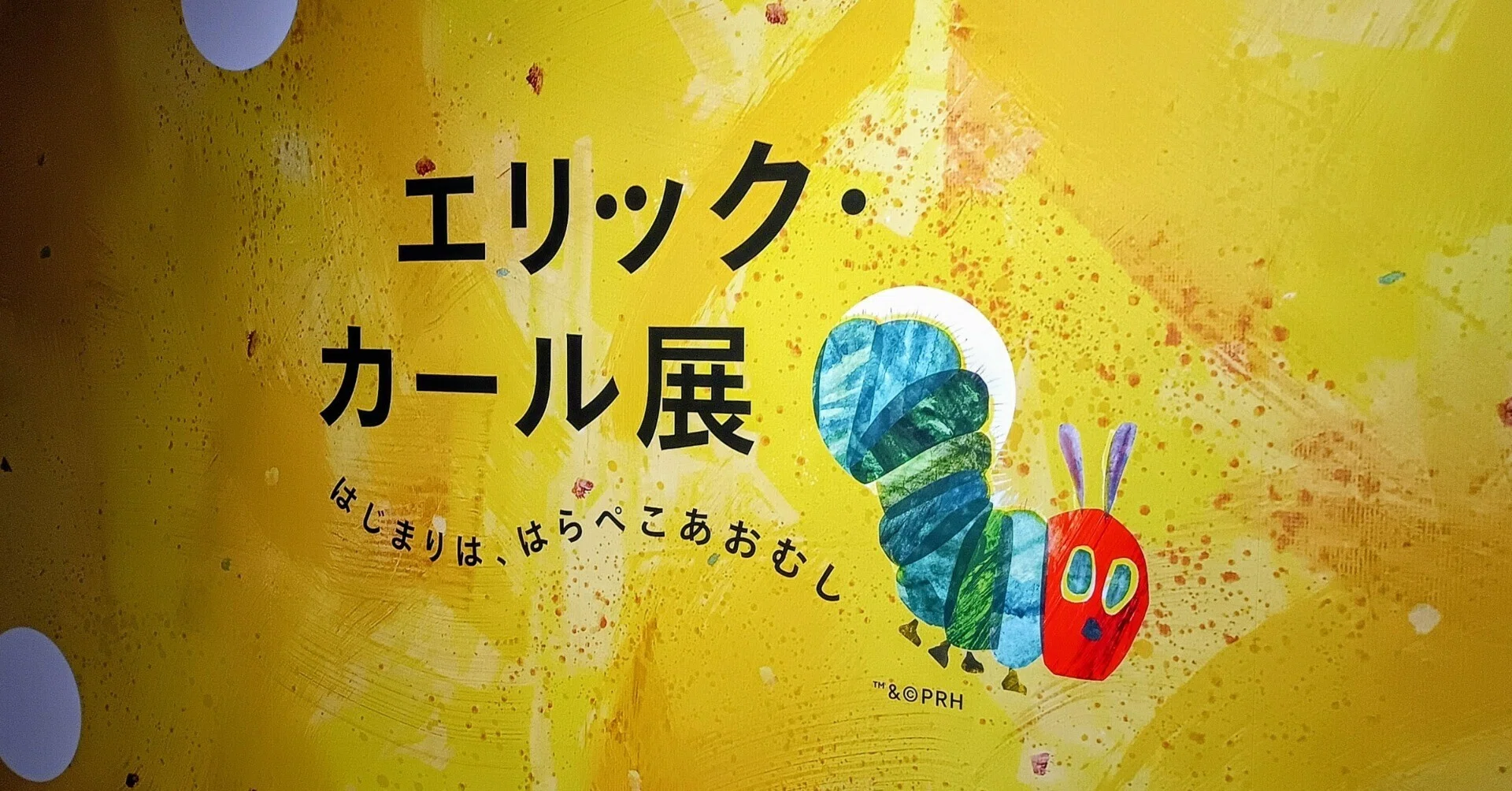 はらぺこあおむし×STEAM 『はらぺこあおむし』の色彩の秘密｜koedo事業部