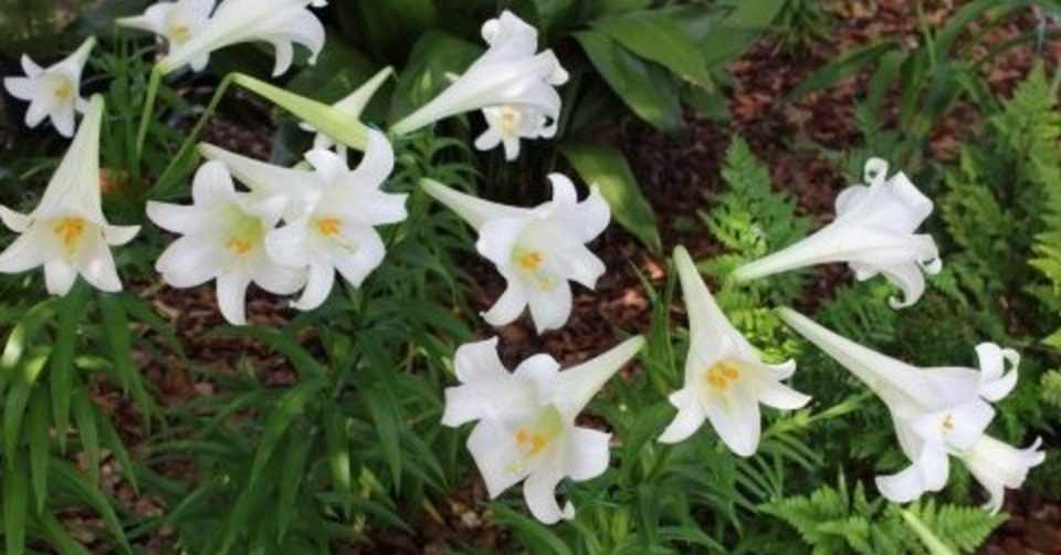 ユリの香りがほのかに満ちて Ave Maris Stella Note