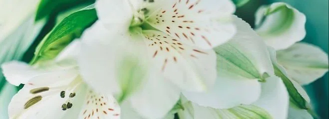 Lily｜note