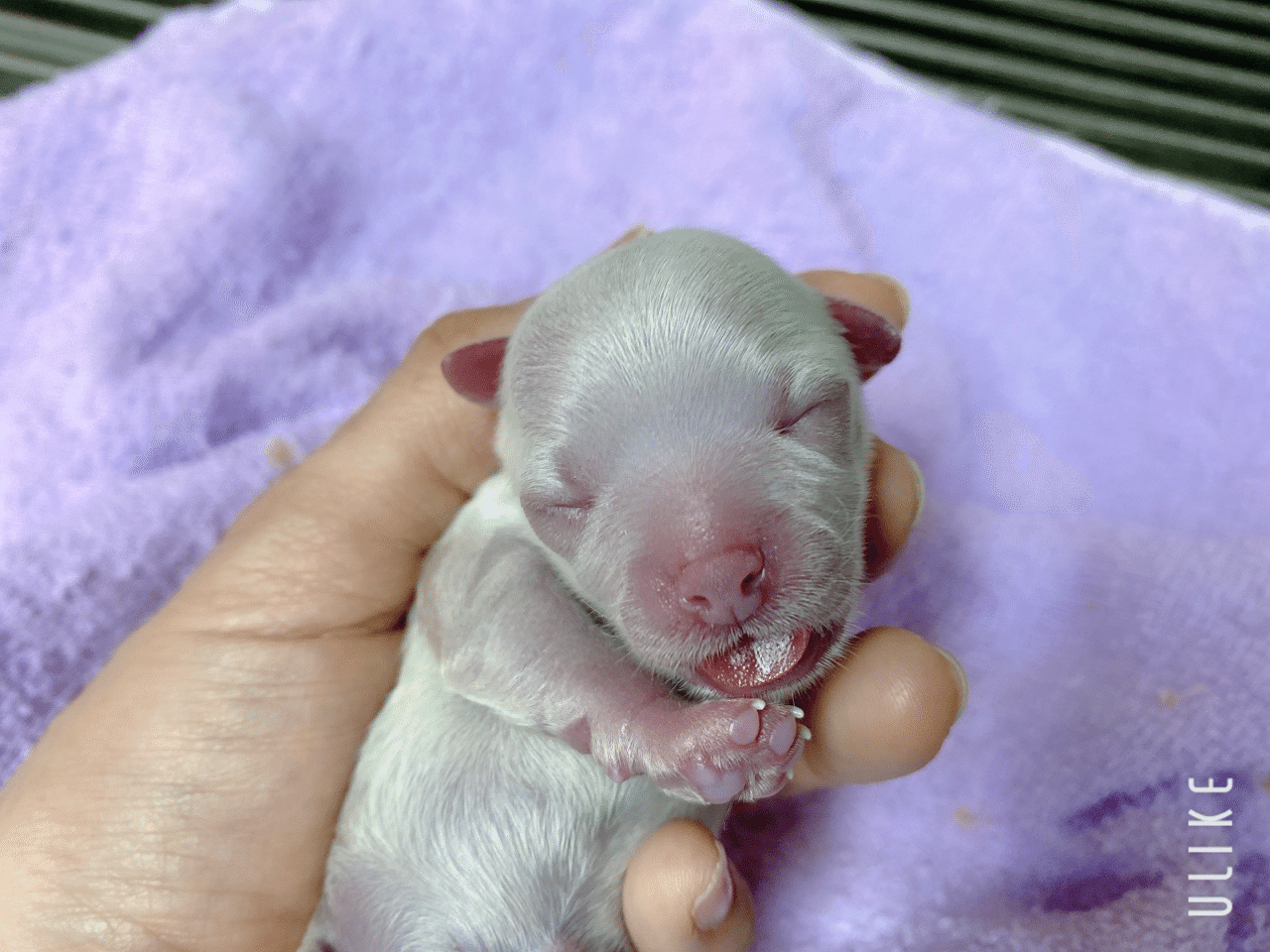 生まれたて 赤ちゃん 動物看護師恵里 Note 生まれたて 赤ちゃん 動物看護師恵里 Note