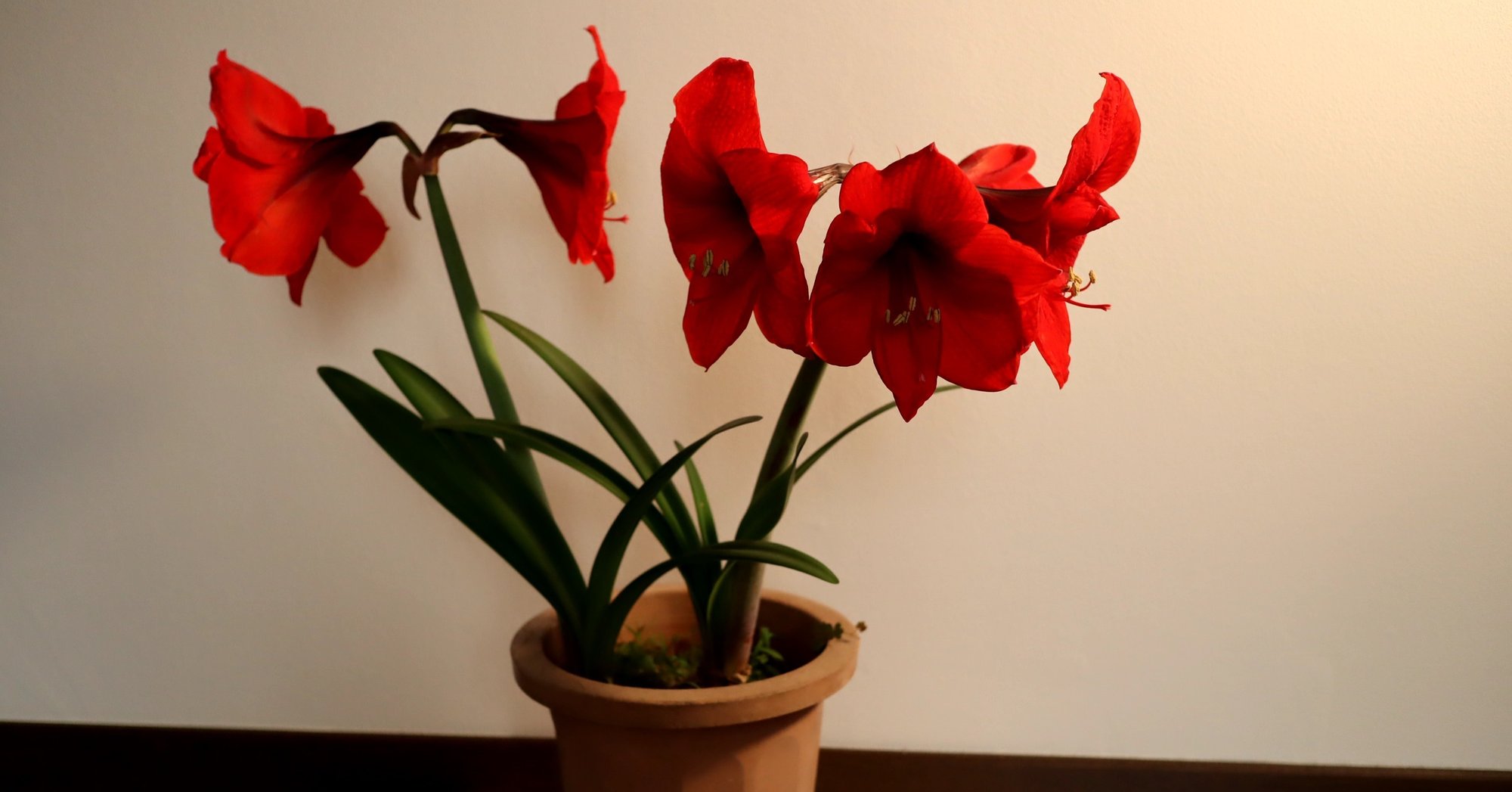 アマリリスが大きくて見事な花を咲かせました グローバルこうちゃん Note アマリリスが大きくて見事な花を咲かせました グローバルこうちゃん Note