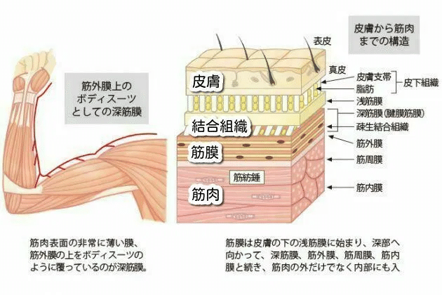 筋肉は裏切らない マッスルメモリーの科学を考察してみた Napo Fitness Note 筋肉は裏切らない マッスルメモリーの科学を考察してみた Napo Fitness Note