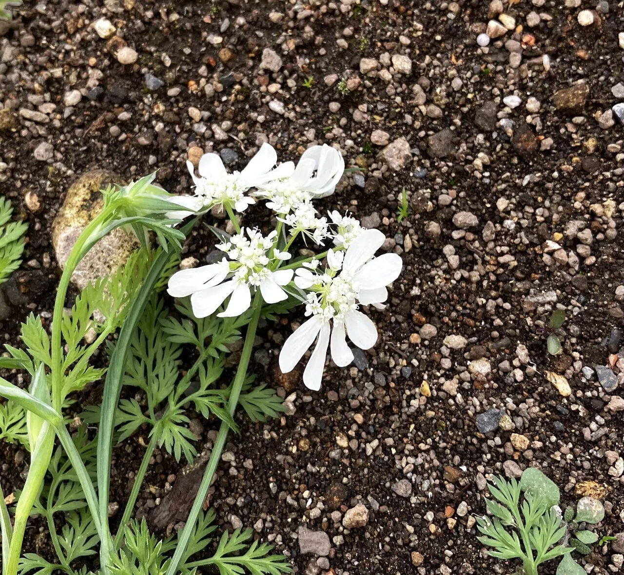 60 オルレアをどこに植えようか・・・｜花守 望（はなもり のぞみ