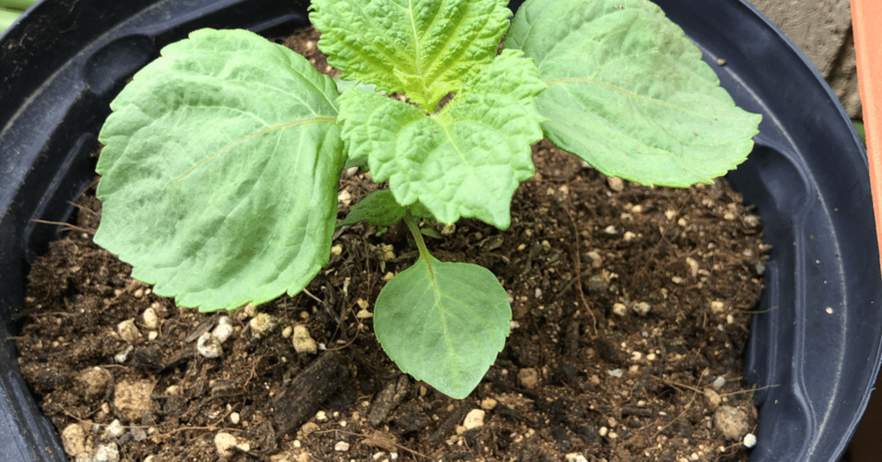 家庭菜園 青しそ 苗から天ぷらまでの1ヶ月間 いくざん Note 家庭菜園 青しそ 苗から天ぷらまでの1ヶ月間 いくざん Note