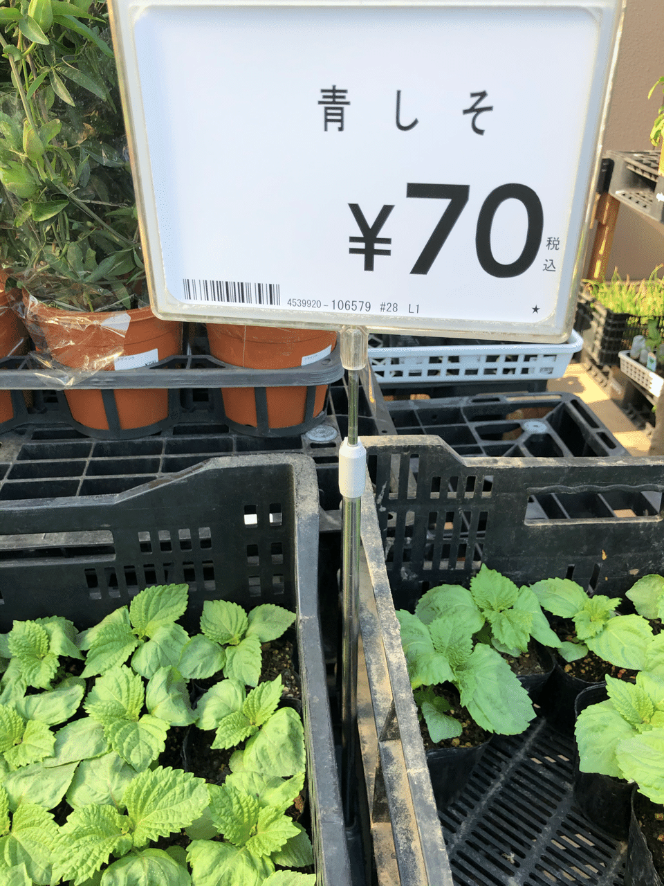 家庭菜園 青しそ 苗から天ぷらまでの1ヶ月間 いくざん Note 家庭菜園 青しそ 苗から天ぷらまでの1ヶ月間 いくざん Note