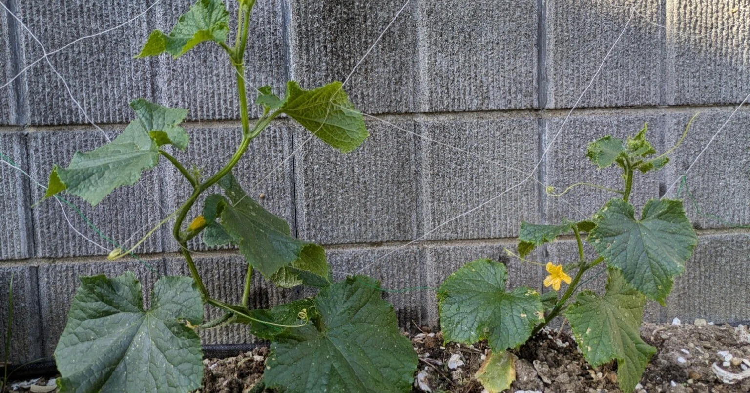 第326弾】庭の片隅から続いていく──夏野菜シリーズ2026、きゅうりの