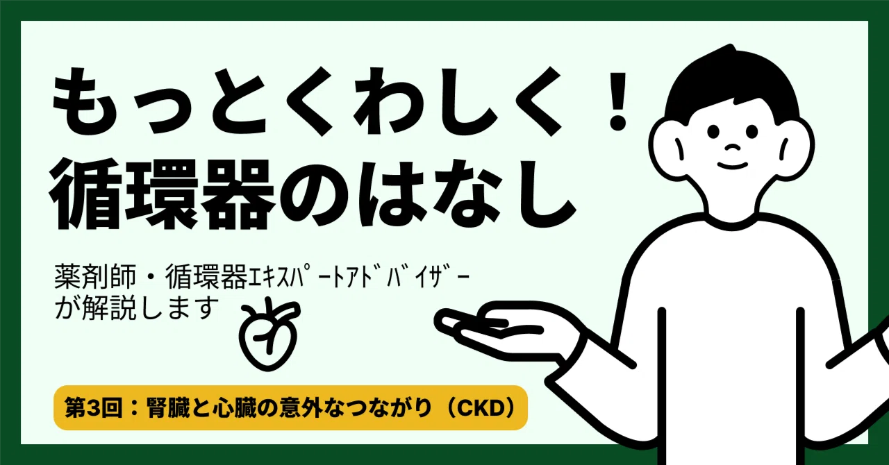 第3回：腎臓と心臓の意外なつながり（CKD）｜こはく堂薬局