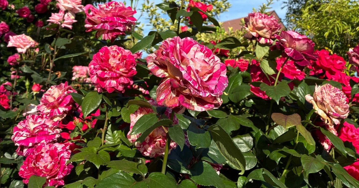 私が横浜イングリッシュガーデンの年間会員になったのは、薔薇の花を見